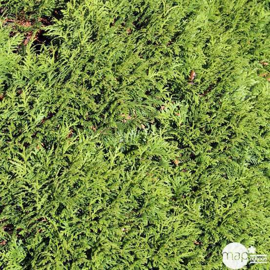 Thuya occidentalis 'Danica' 20/30 : pot 3L