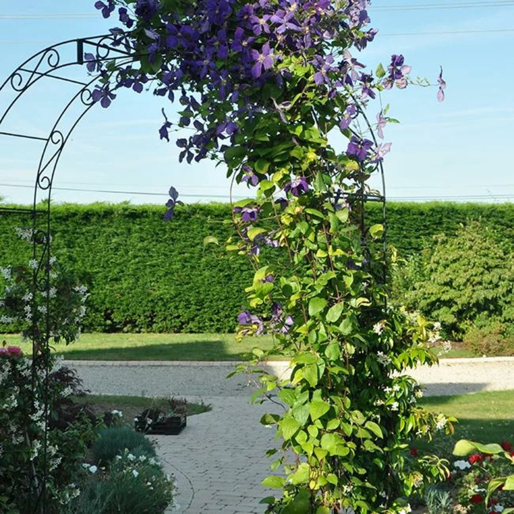 Clématite 'jackmanii' - clematis 1,5l