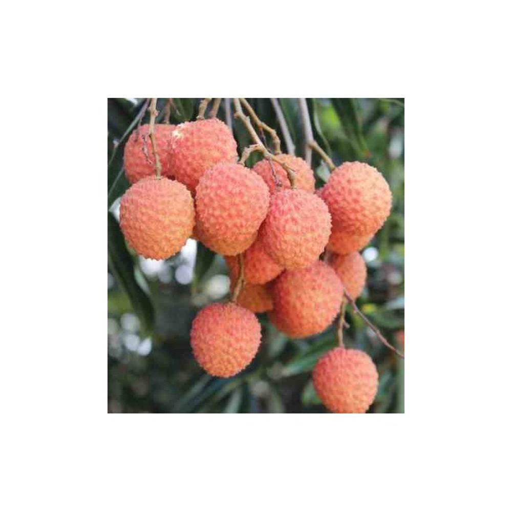 Litchi sinensis var kwai may pink blanc - taille pot de 7 litres - 40/60 cm