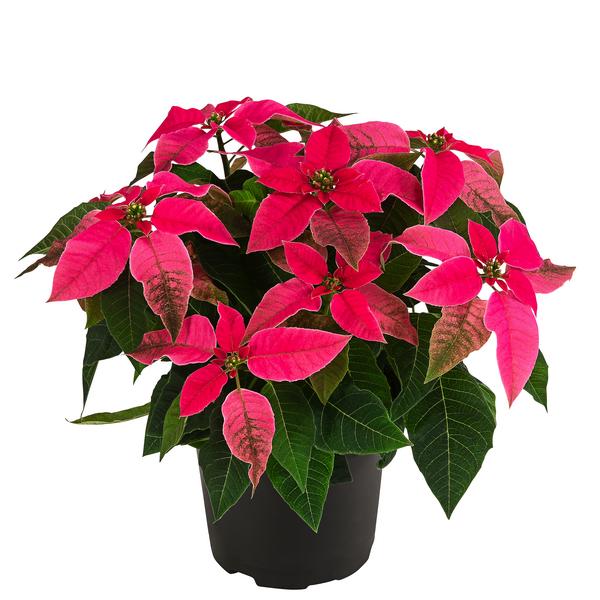 Weihnachtsstern - Euphorbia pulcherrima