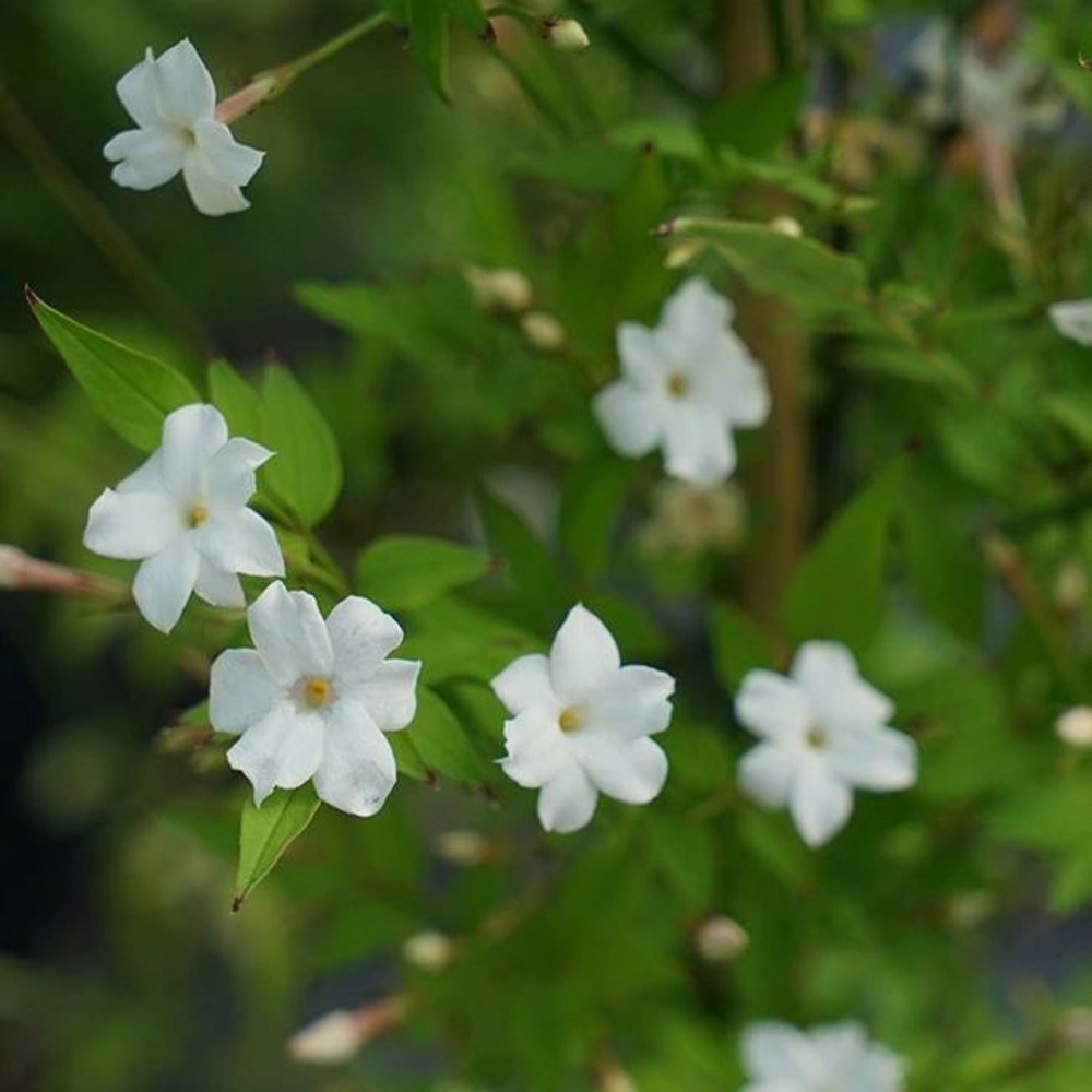 Jasmin officinal 'affine' - jasminum officinalis 3l