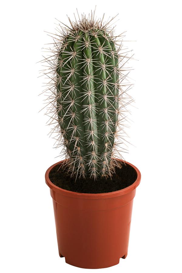 Mexikanischer Kandelaberkaktus - Pachycereus