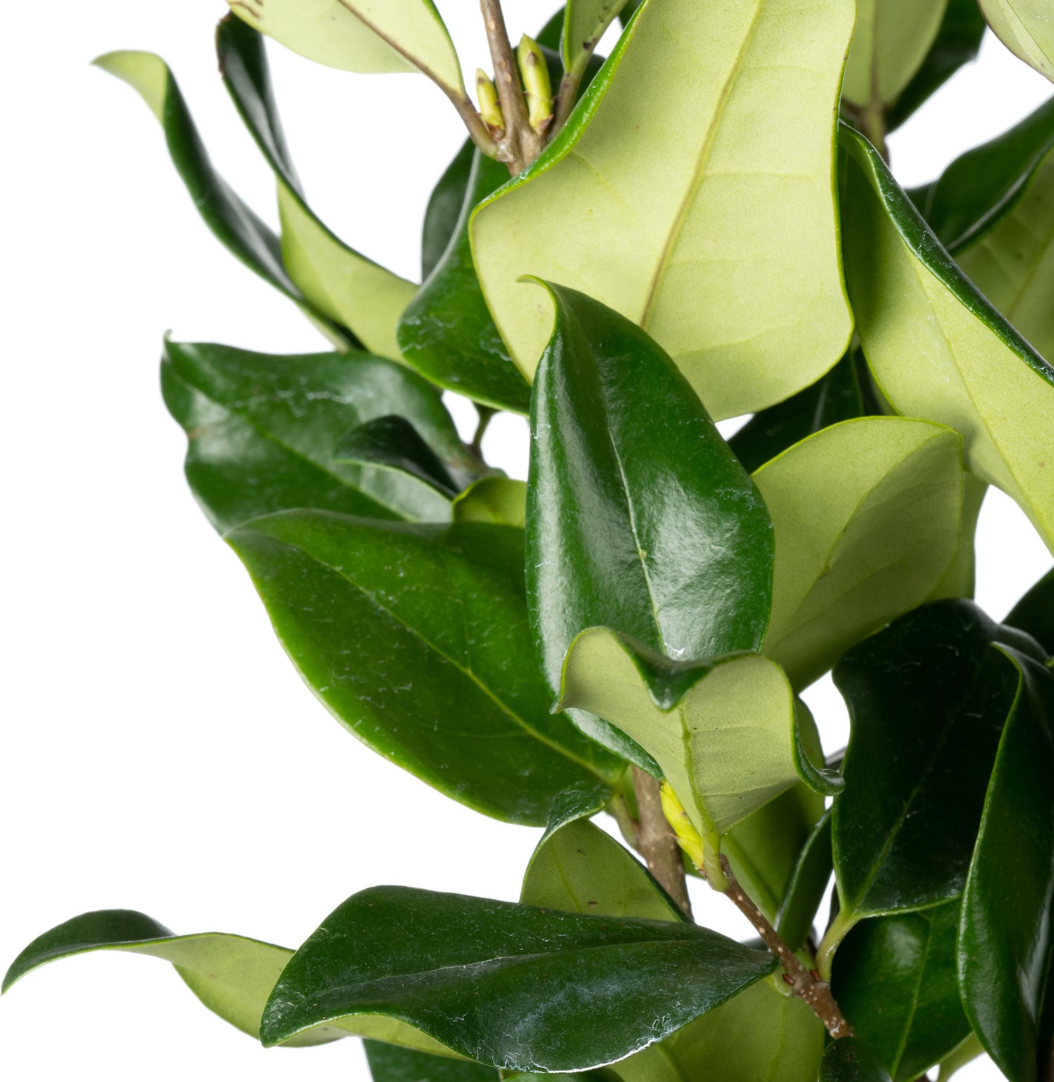 Japanse Liguster (Ligustrum japonicum 'Texanum') D 17 H 25 cm