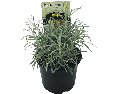 Curryplant FloraSelf Helichrysum italicum 'Aladin' Ø 12 cm pot