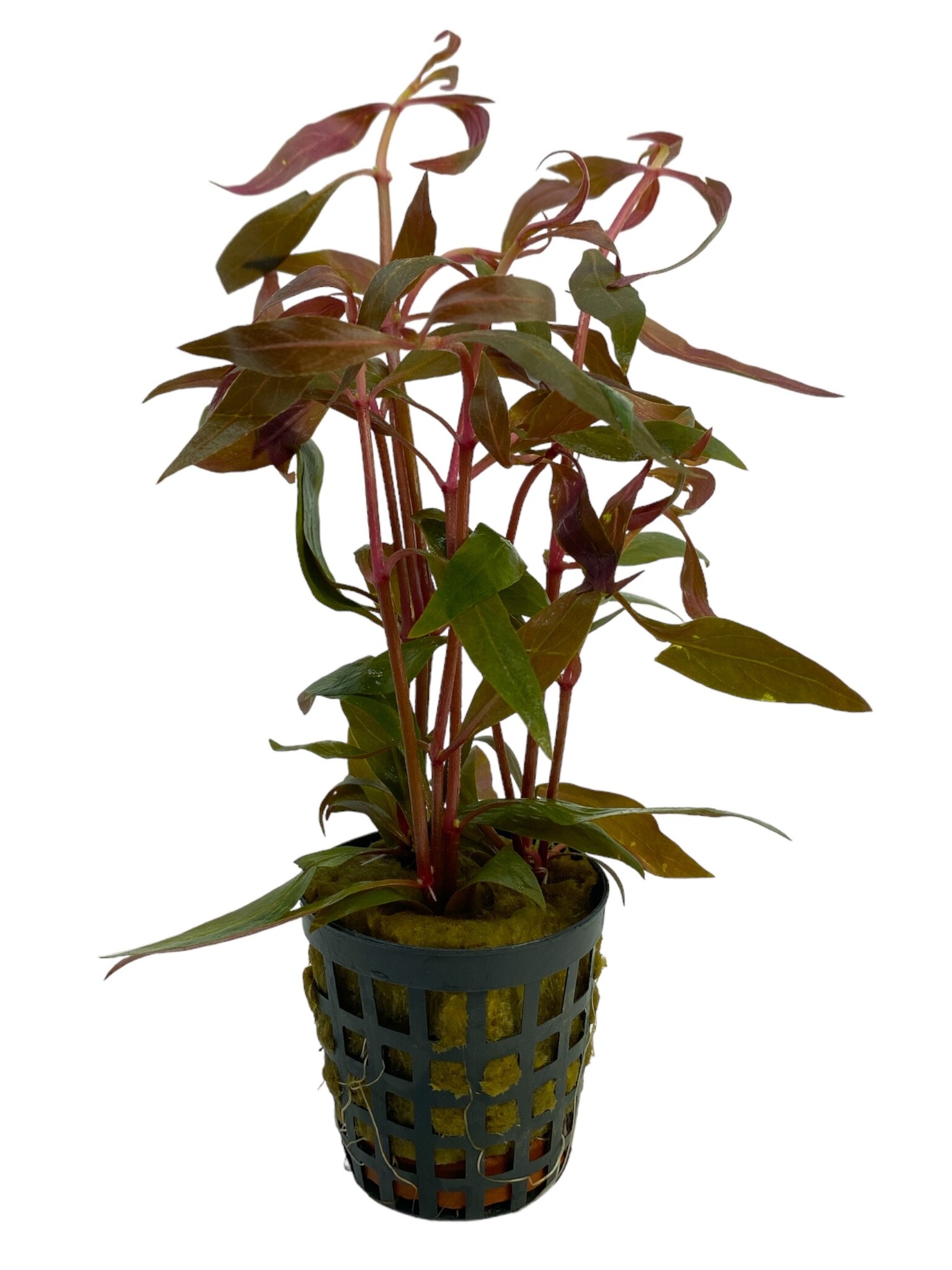 Waterplant Alternanthera Reineckii Mini | voorgrondplant