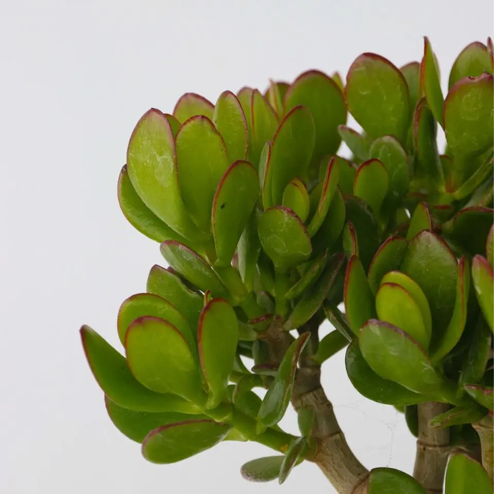 Jadeplant - Crassula ovata 'Minor' - Hoogte 30-35cm - ⌀17cm