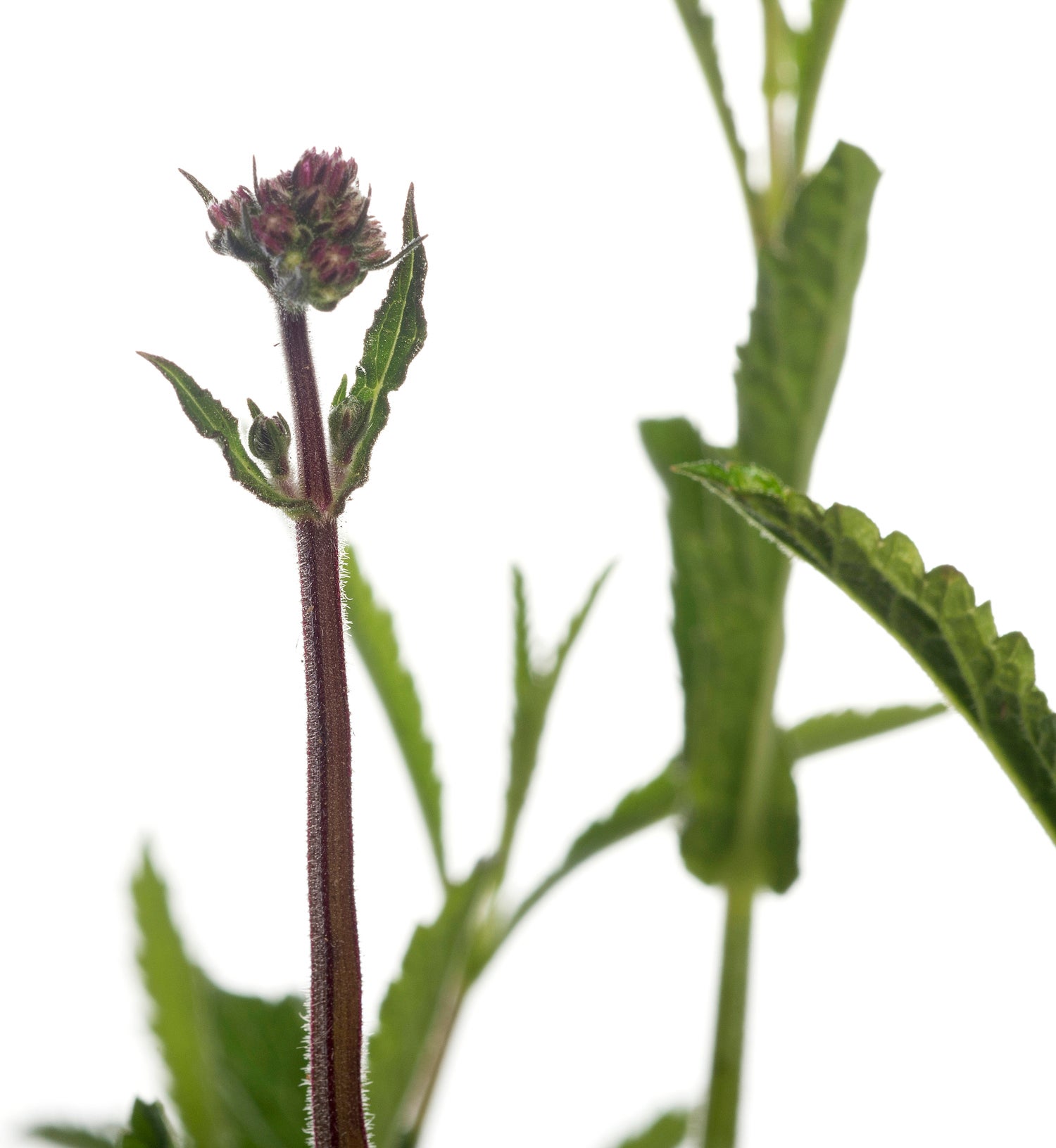 IJzerhard (Verbena bonariensis) D 9 H 10 cm
