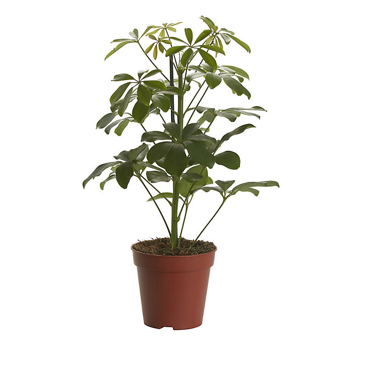 Arbre Parasol, assortiment, 13cm