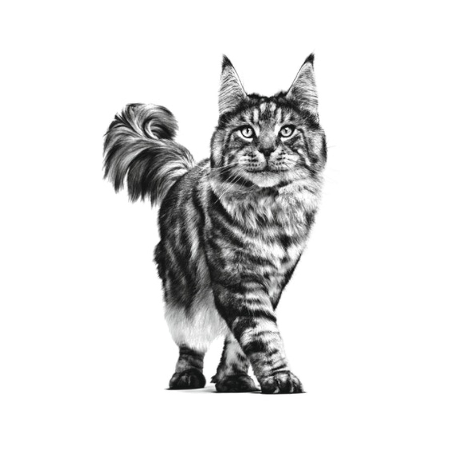 Ração Royal Canin Veterinary Renal para gatos