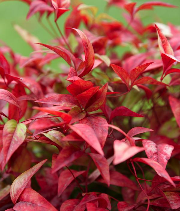 Purpur-Glanzmispel 'Red Robin'