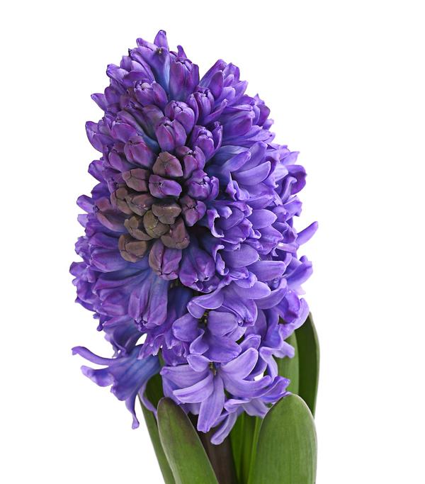 Hyazinthe, verschiedene Farben