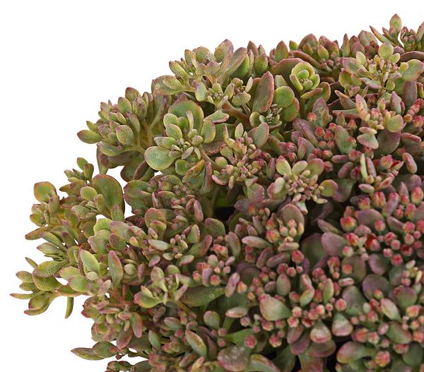 Fetthenne 'Red Canyon'