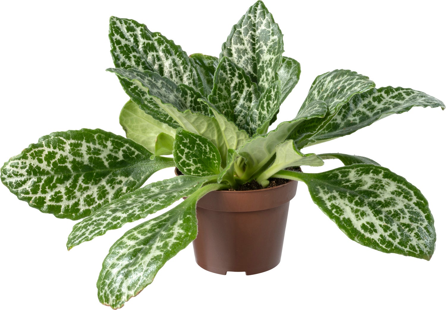 Biologische Henckelia (Henckelia) D 11 H 15 cm