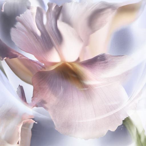 Lancôme La Vie Est Belle Iris Absolu Eau De Parfum, 50 ml