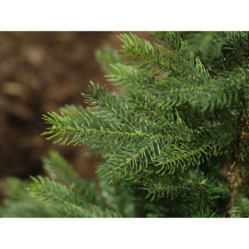 Everlands kunstkerstboom Grandis Fir 240 cm