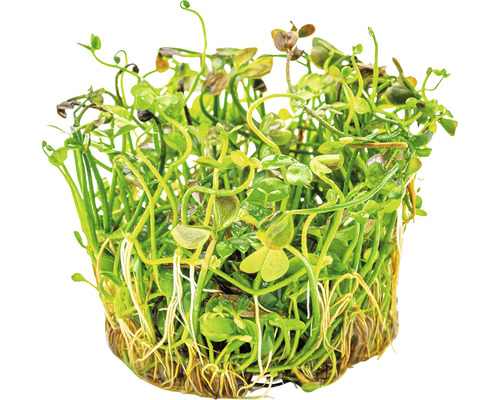 Dwergklavervaren - Marsilea hirsuta