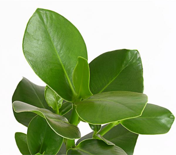 Rosafarbener Balsamapfel - Clusia major
