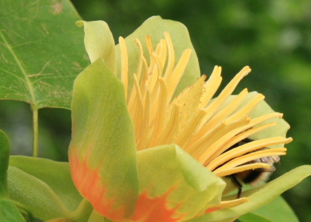 Kit cadeau - tulipier de virginie - 20 graines - liriodendron tulipifera