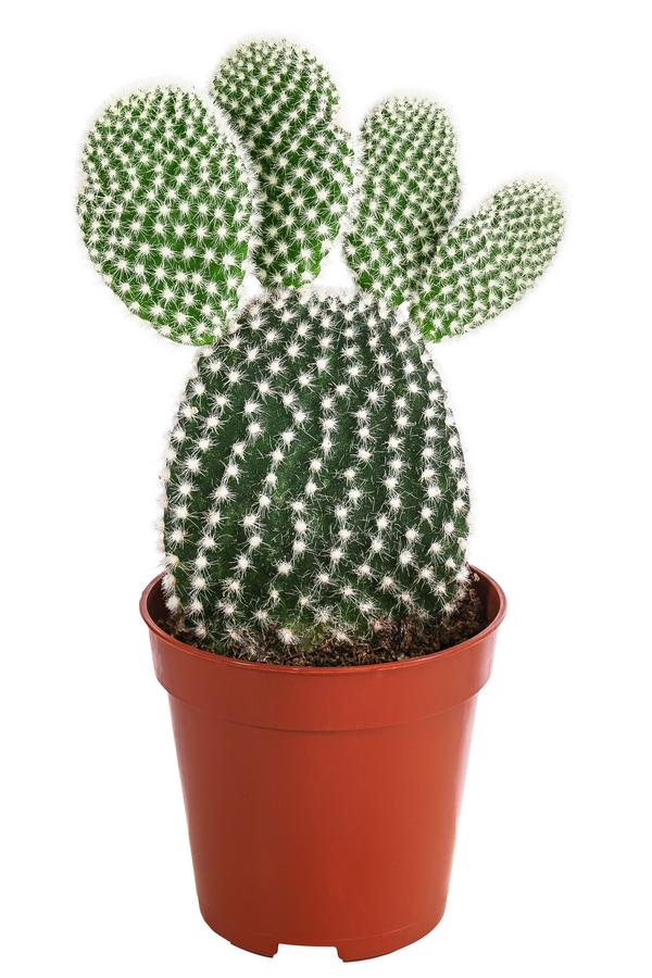 Feigenkaktus - Opuntia microdasys,