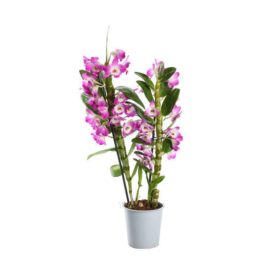 Orchidée Dendrobium nobilé 2 tiges - pot D.12 cm