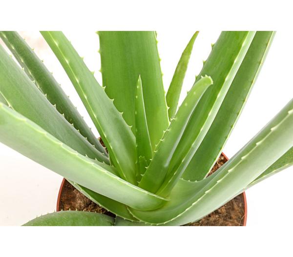 Echte Aloe - Aloe vera