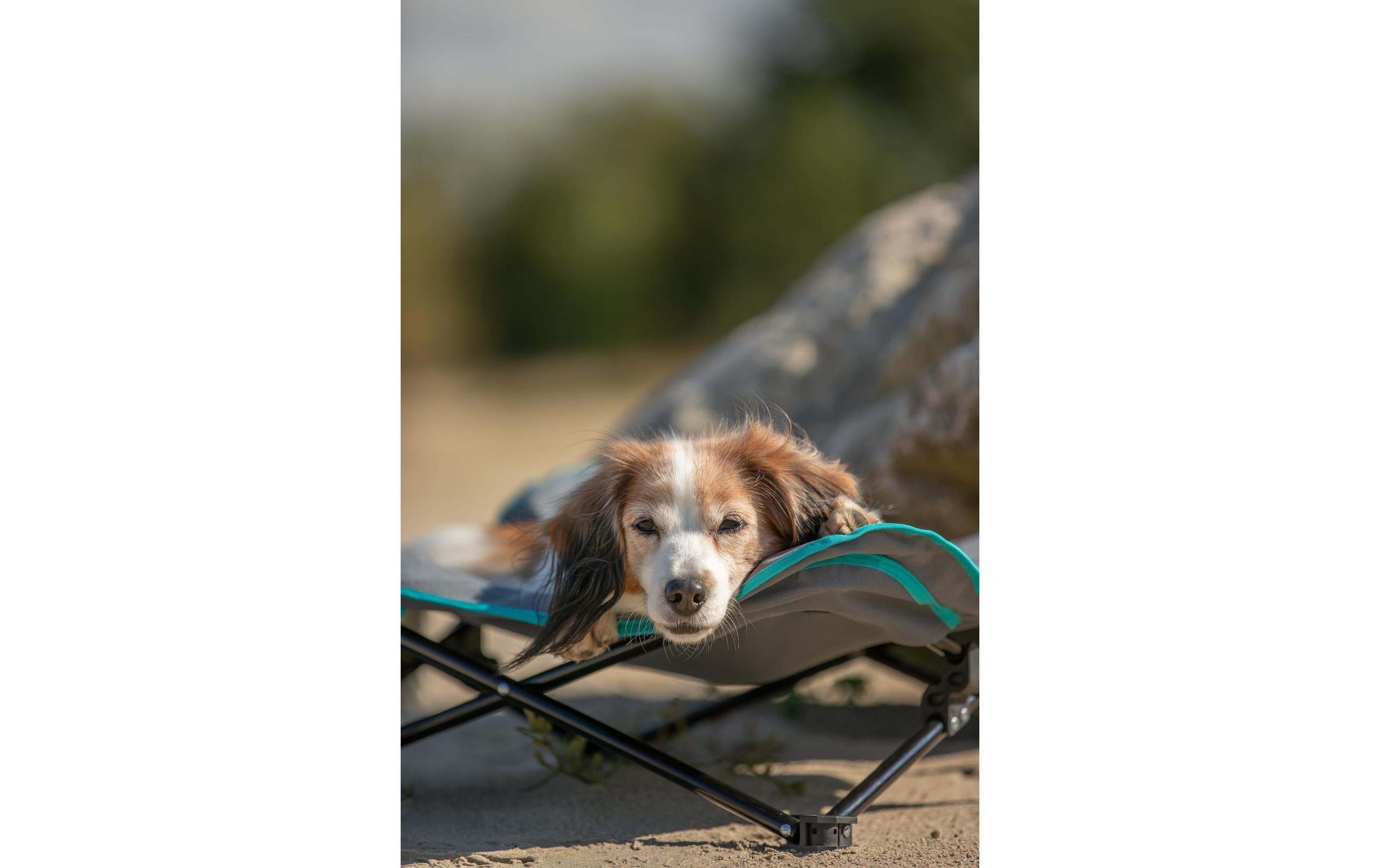 Camping-Bett, bis 15 kg, 69 x 20 cm, Dunkelgrau/PetrolBett für Hunde