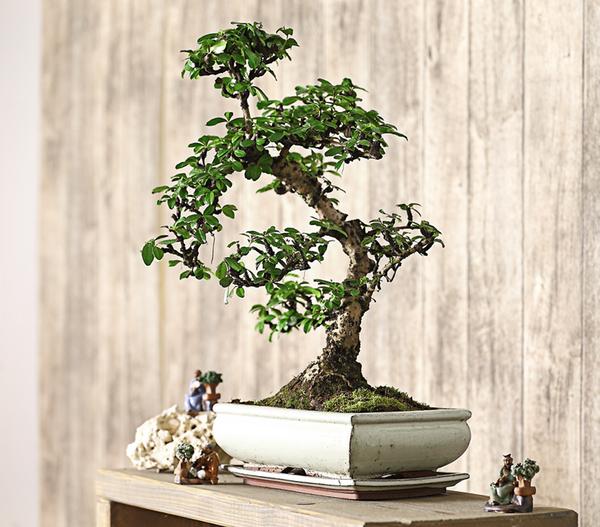 Bonsai Fukientee - Carmona microphylla, 12-15