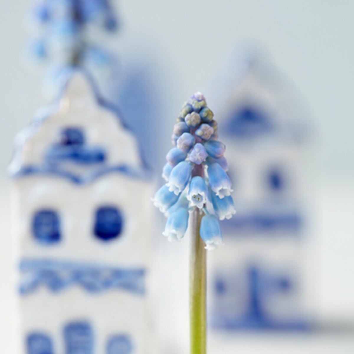Bloomique – Mengsel van 50 – Muscari Armeniacum – Blauwe druif – Blauwe druif – Bloembollen – Voorjaarsbloeier – Vaste planten – Wordt 10–15 cm hoog