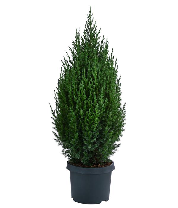 Chinesischer Wacholder 'Stricta'