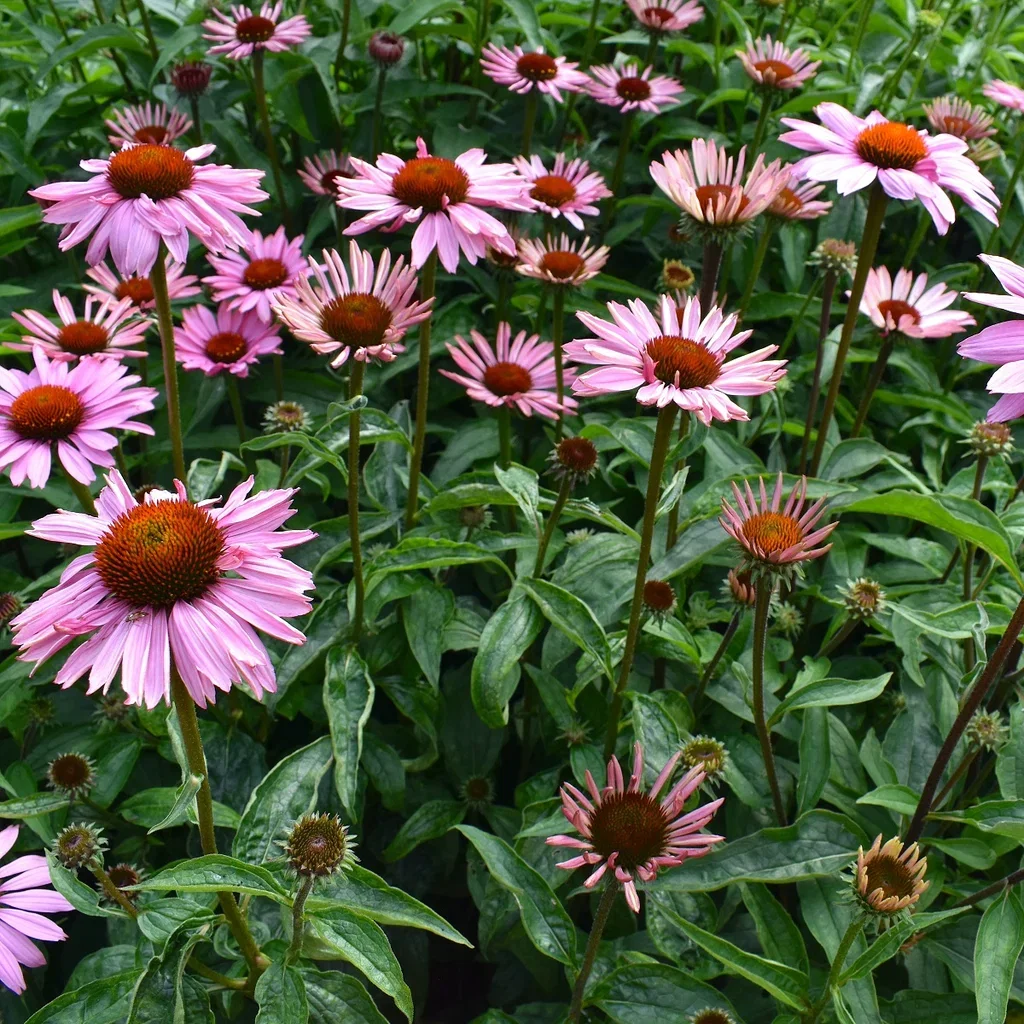 Echinacea purp. 'Magnus' Purpursolhatt  'Magnus' Ø11 cm