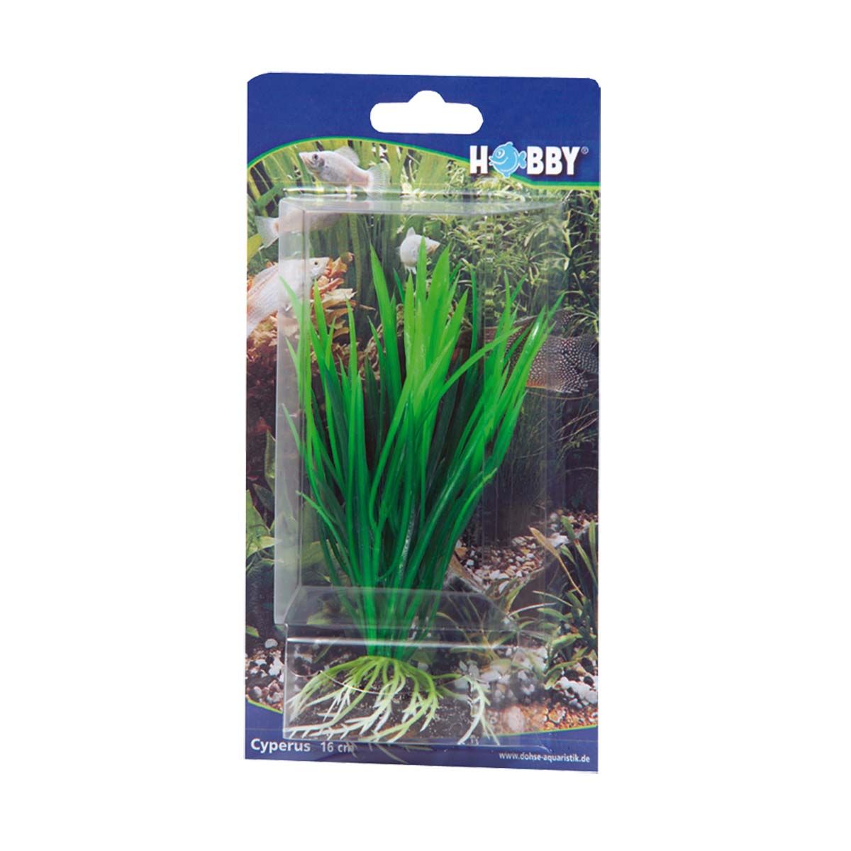 Hobby Cyperus