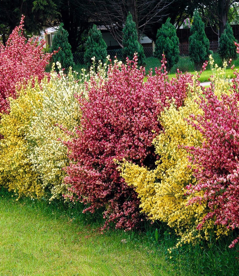 Ginster-Hecke 'Tricolor'