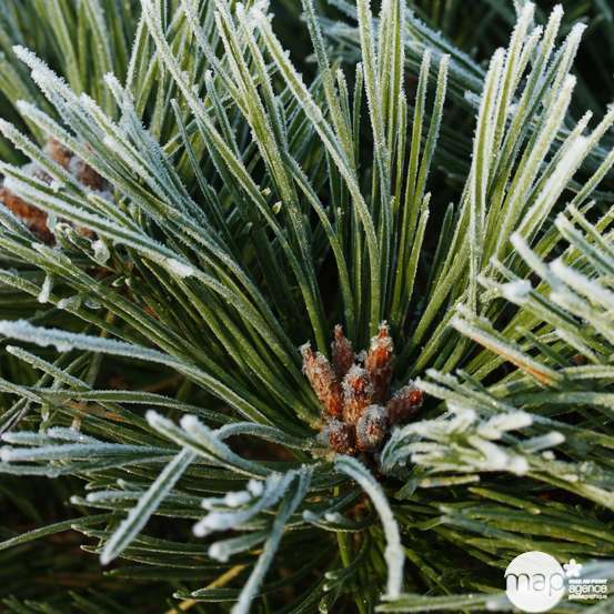 Pinus nigra Pierrick Bregeon : T 40