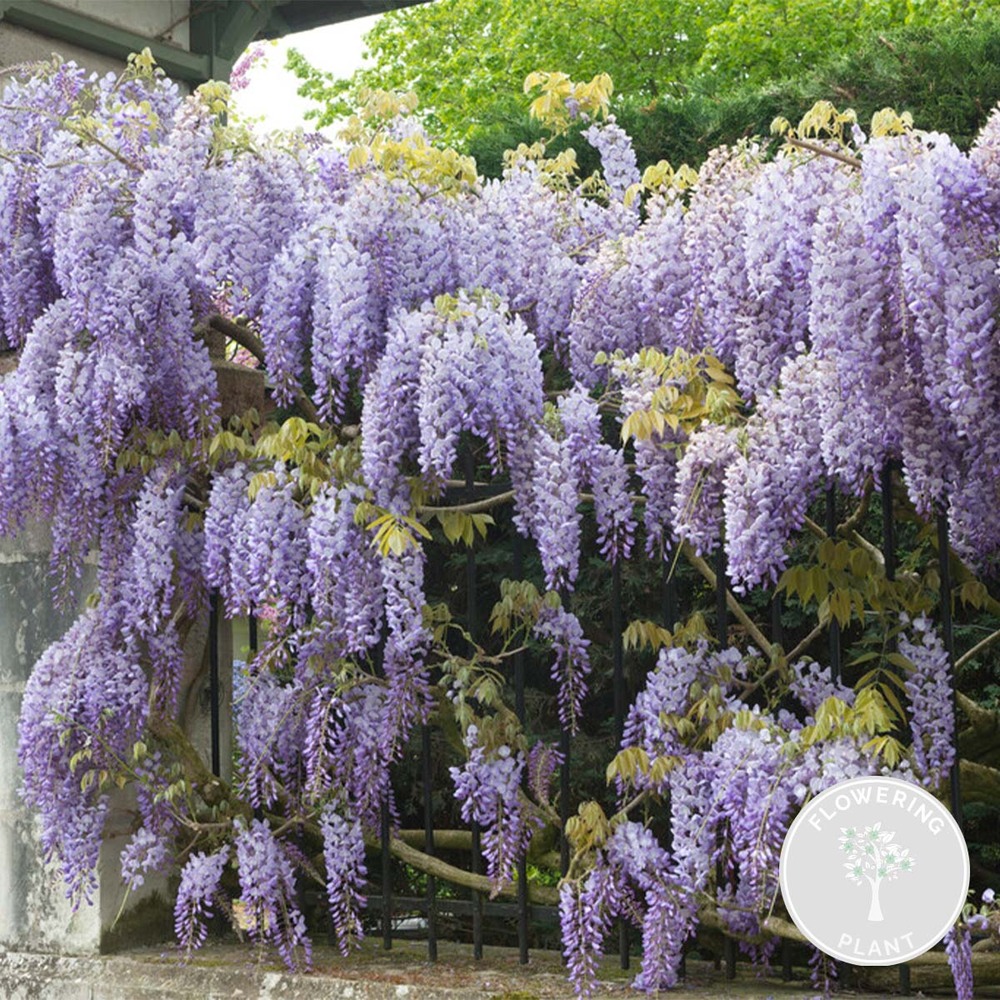 Wisteria sinensis prolifique – glycine – plante grimpante – peu d'entretien - ⌀15 cm - ↕60-70 cm