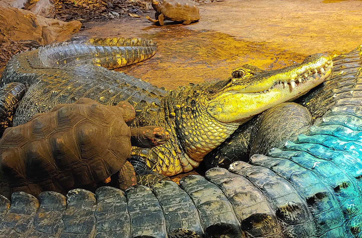 Reptilien-Fütterung