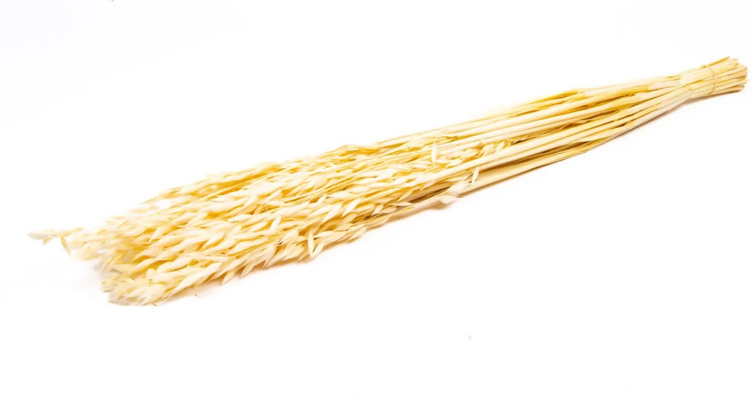 Droogbloemen Wilde Haver (Avena) naturel H 55 cm