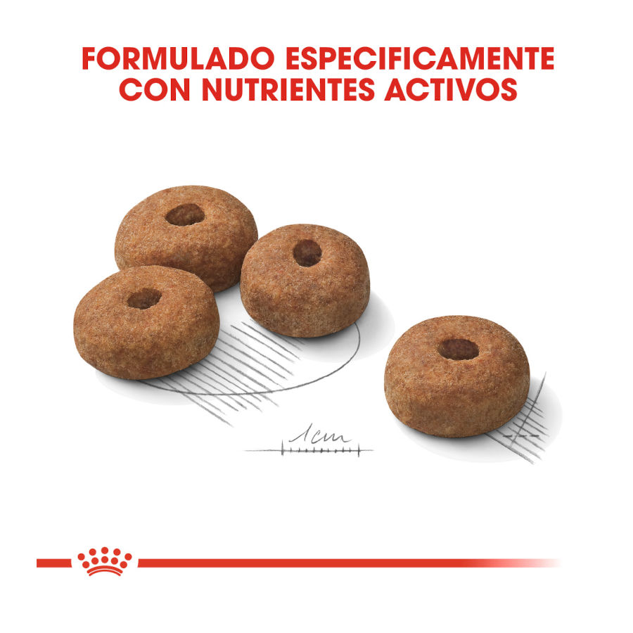 Ração esterilizada Royal Canin Maxi para cães