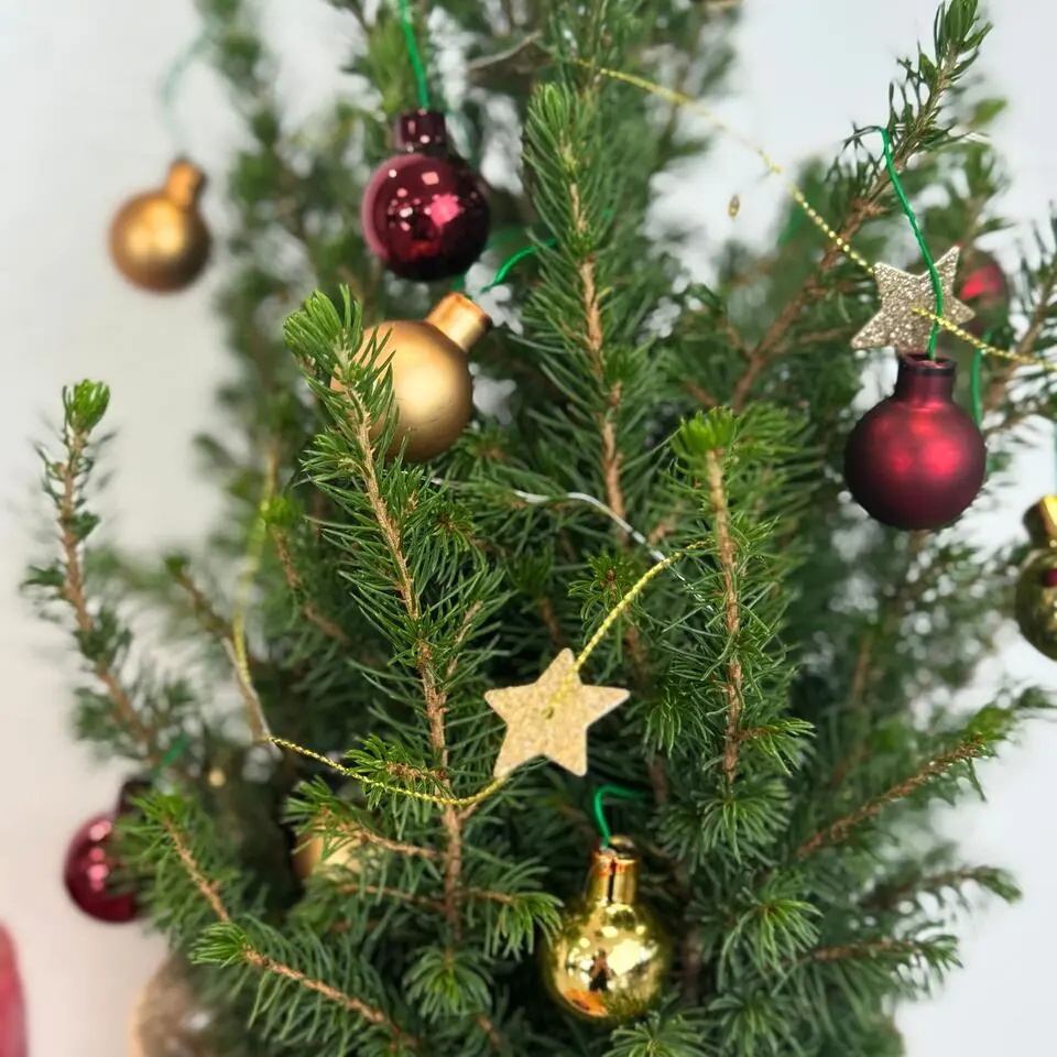 Mini-kerstboom met juten zak - Picea glauca ‘Conica’ - Hoogte 55-65cm - ⌀15cm
