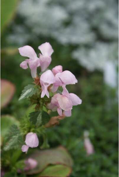 Dovenetel (Lamium maculatum 'Shell Pink') D 9 H 10 cm