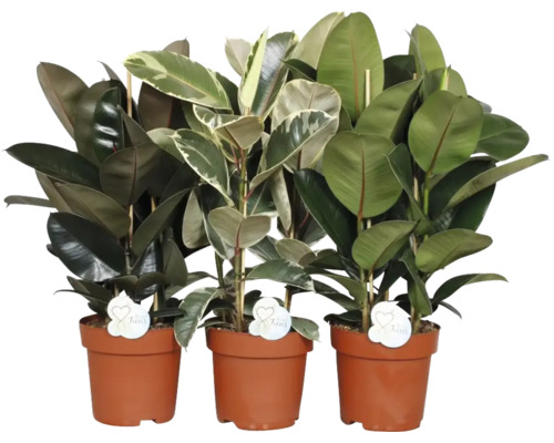Groene mix Tropical FloraSelf Ø 24 cm pot willekeurige variëteitselectie