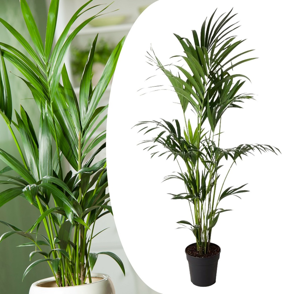 Howea forsteriana - kentia - palmier xl - pot 24cm - hauteur 150-170cm