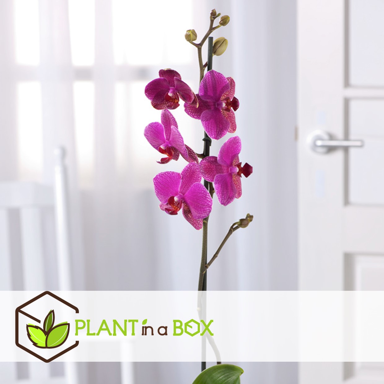 Phalaenopsis multiflora - orchidée pourpre - pot 12cm - hauteur 35-45cm