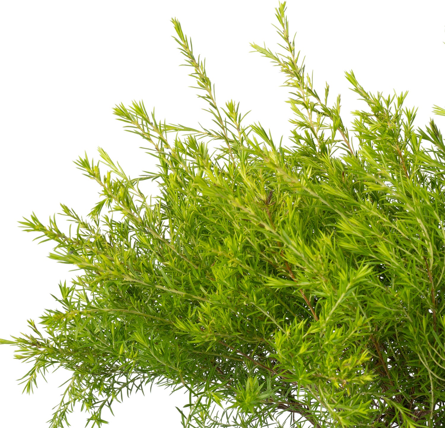 Confettistruik (Diosma hirsuta 'Sunset Gold') D 17 H 30 cm