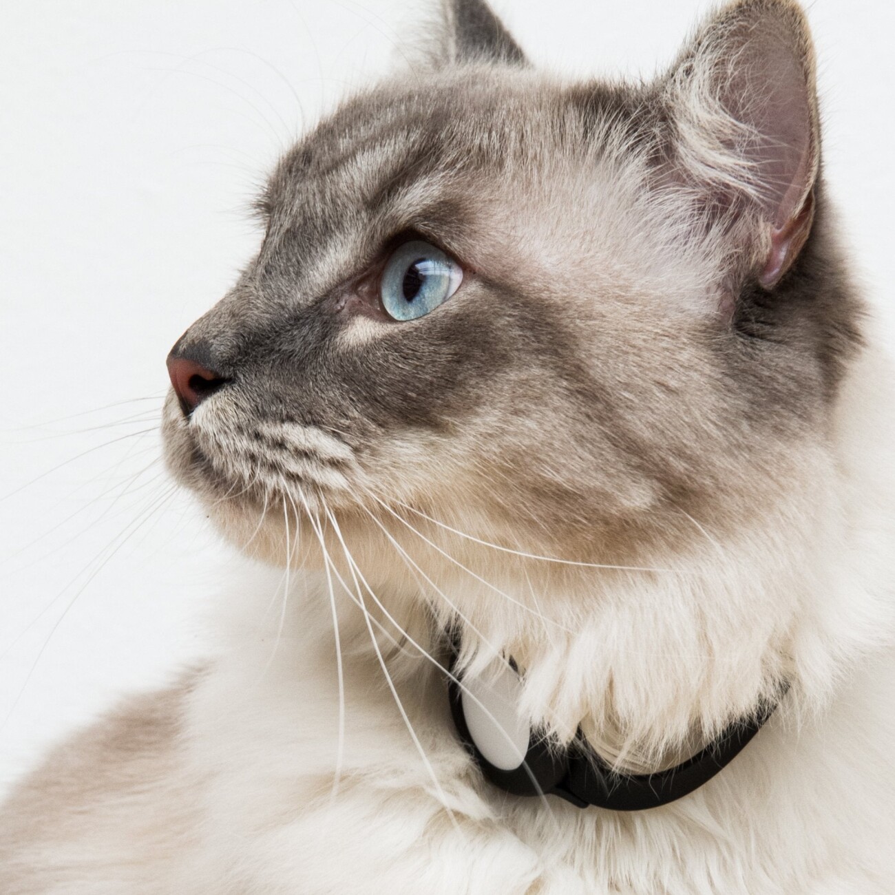 LucyBalu NEMO AirTag Katzenhalsband (Silikon) neon pink