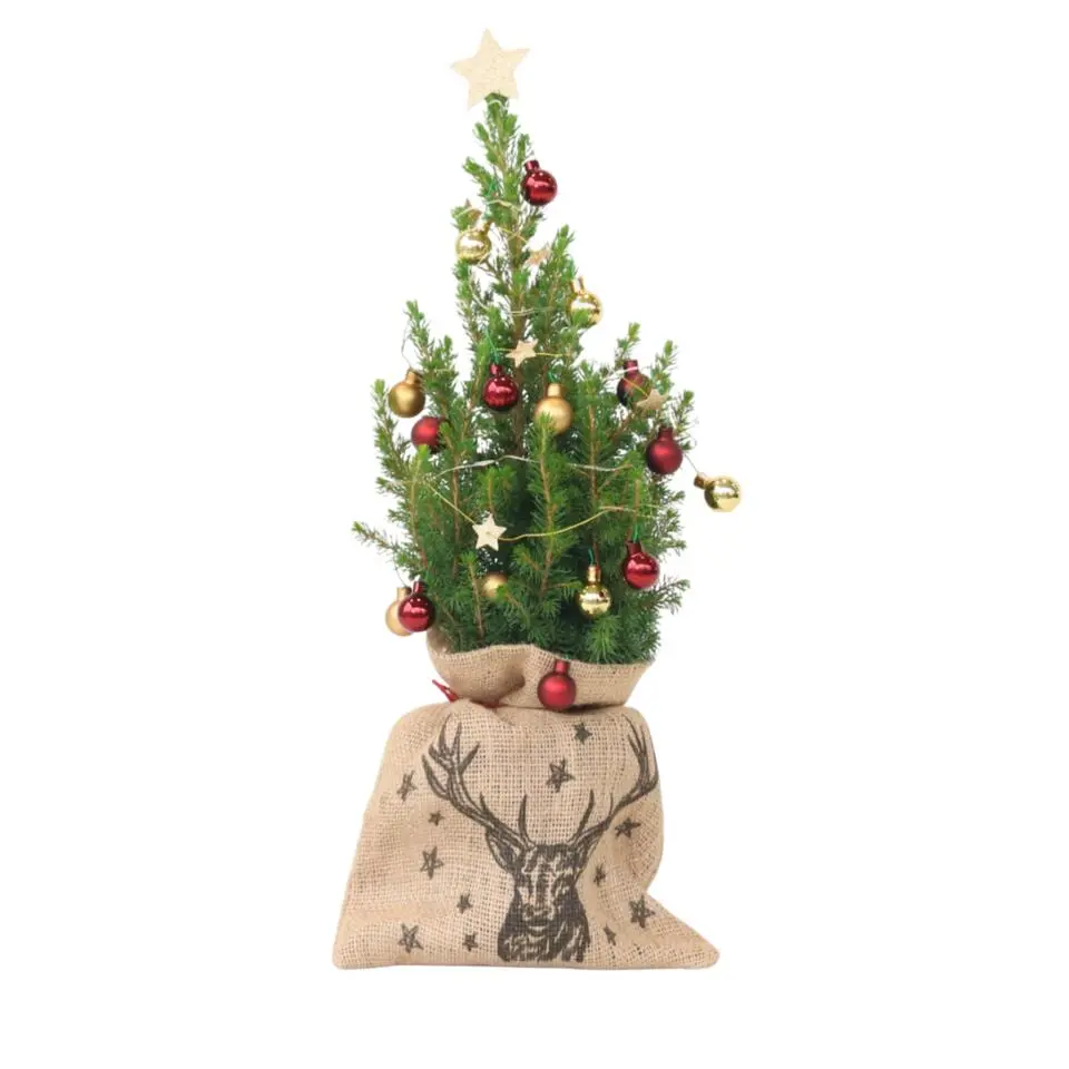 Mini-kerstboom met juten zak - Picea glauca ‘Conica’ - Hoogte 55-65cm - ⌀15cm