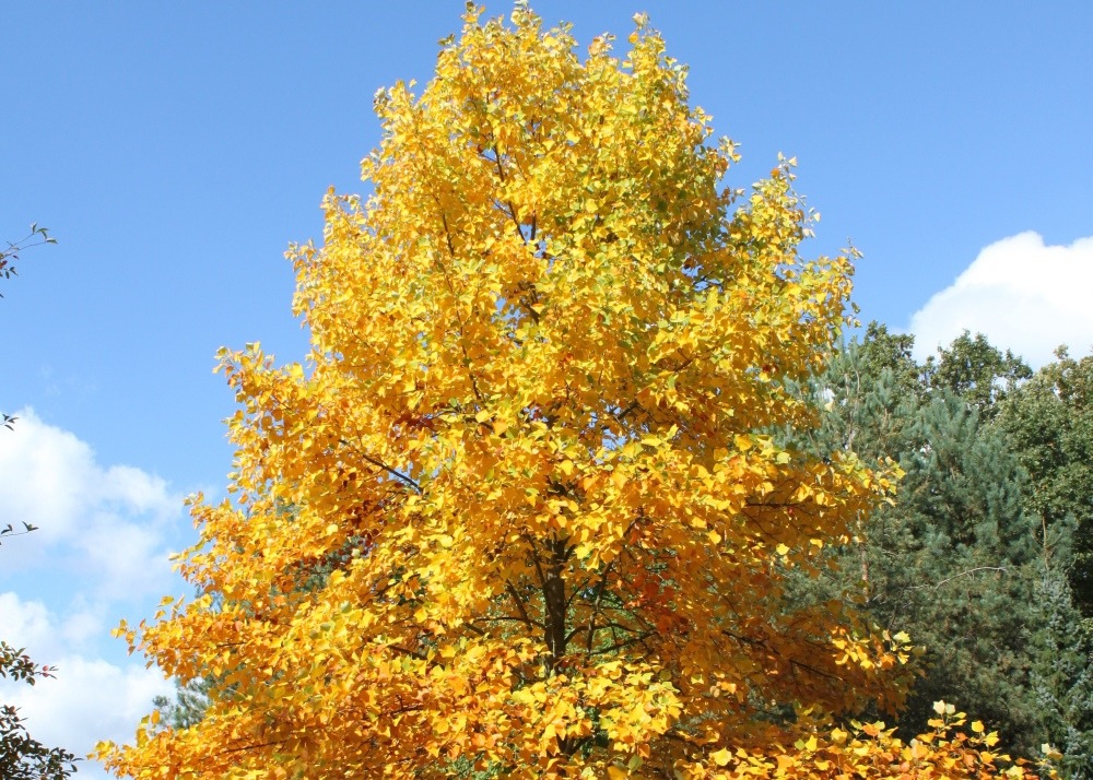 Kit cadeau - tulipier de virginie - 20 graines - liriodendron tulipifera
