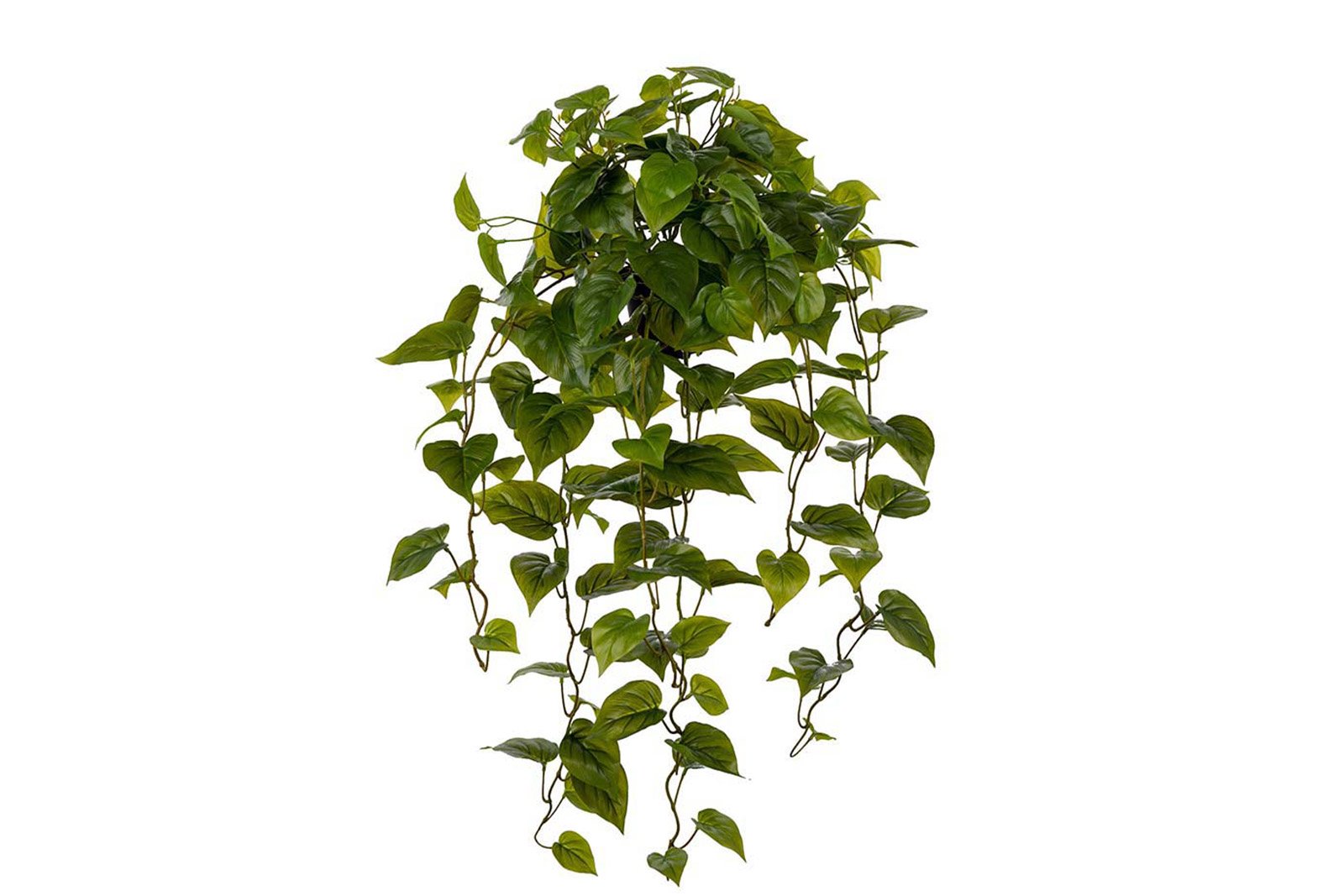 Gullranke potteplante Grønn. H30 cm