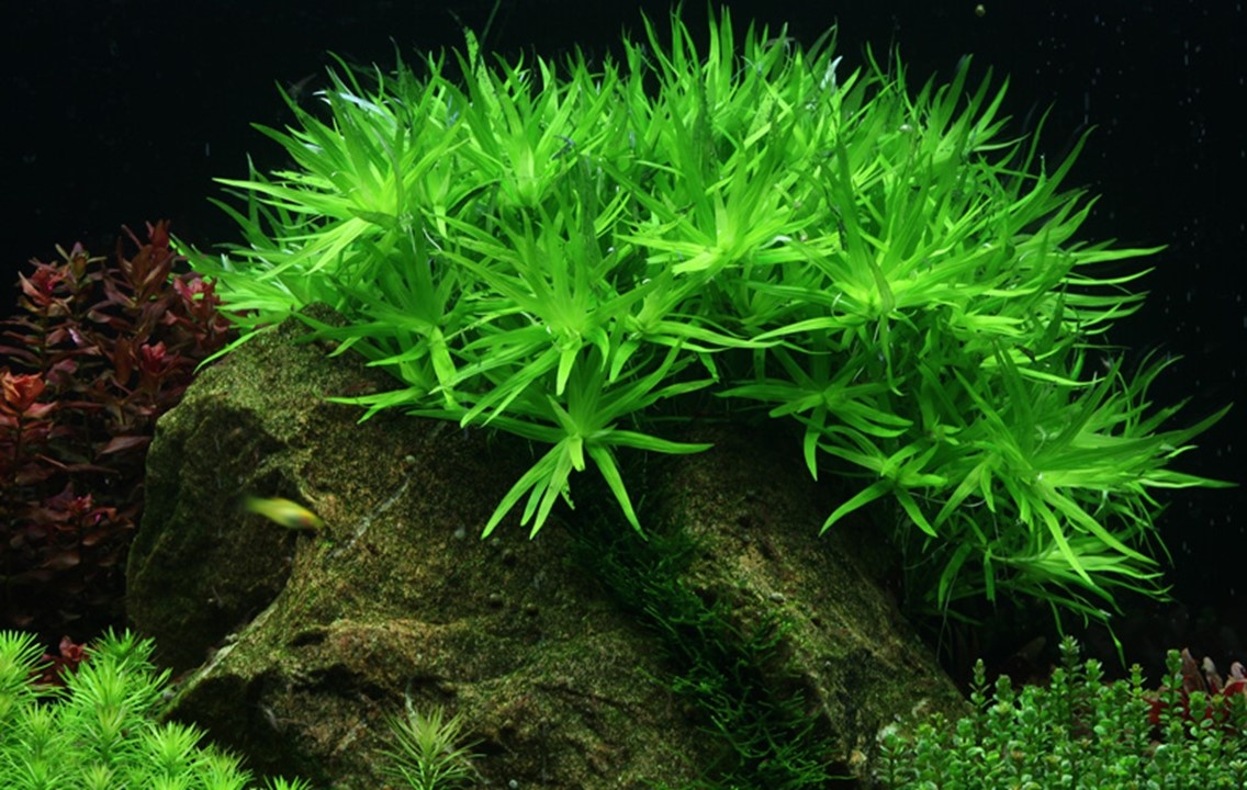 Waterplant Heteranthera Zosterifolia