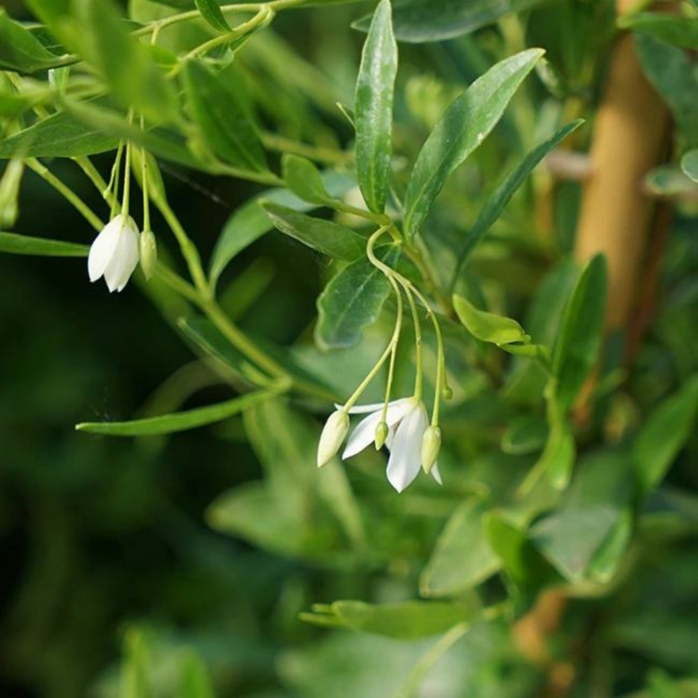 Sollya heterophylla 