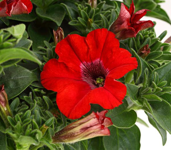 Hängepetunie 'Surfinia', verschiedene Farben